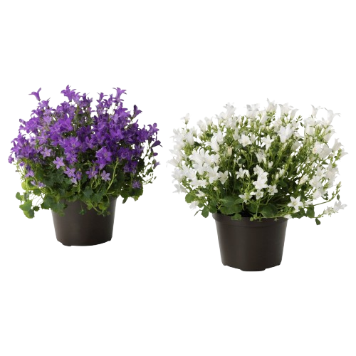  CAMPANULE code EAN 8717191318952 