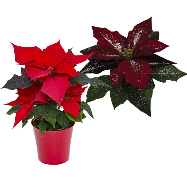 Poinsettia pailleté 8717359015280 
