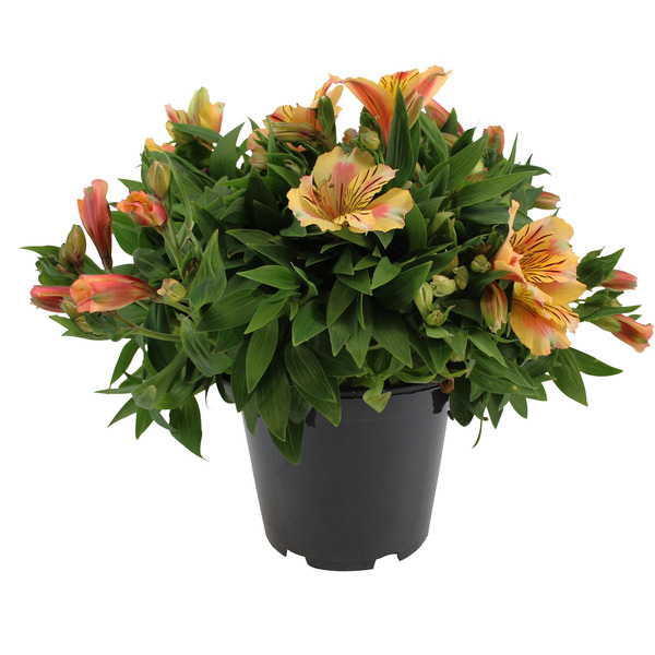  Alstroemeria code EAN 8717432002589 