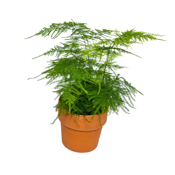  Fougère code EAN 8717432009588 