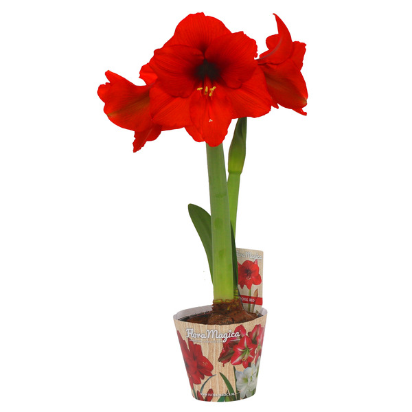  Amaryllis code EAN 8717432016654 