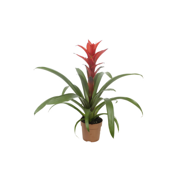 Guzmania  8717432040024 