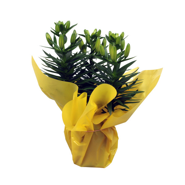  Lys asiatique code EAN 8717432054632 