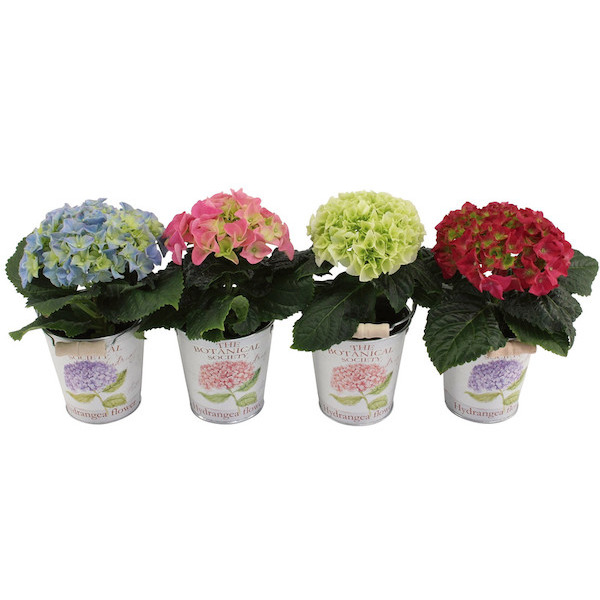 Hortensia 8717432123413 Hortensia 8717432123413