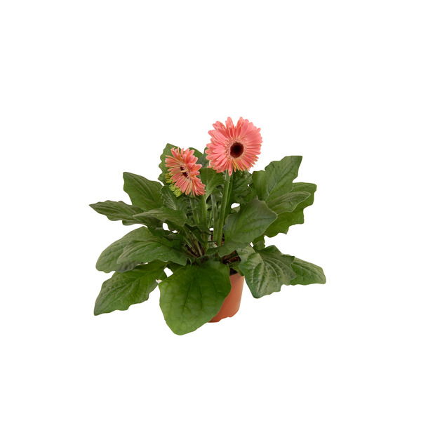  Gerbera code EAN 8717432191269 