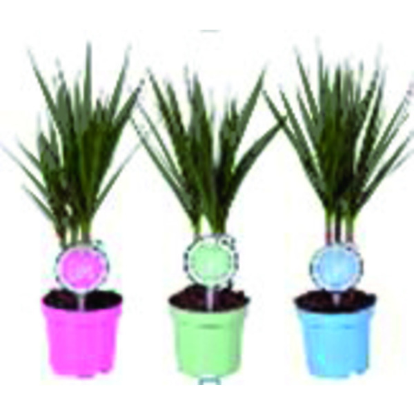  Dracaena code EAN 8717432194451 