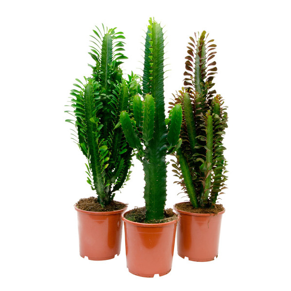  Euphorbe code EAN 8717432197261 