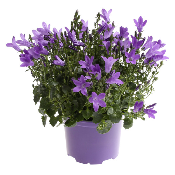  Campanule 
 code EAN 8717432198756 