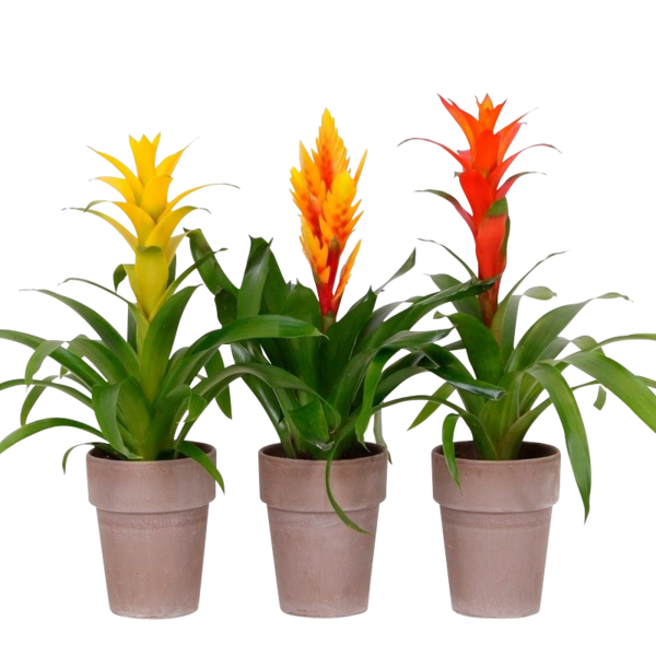  Bromelia code EAN 8717432224042 