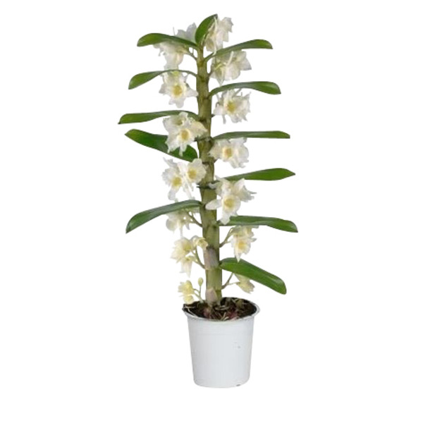  Dendrobium code EAN 8717432232757 