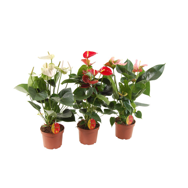  Anthurium code EAN 8717432242145 