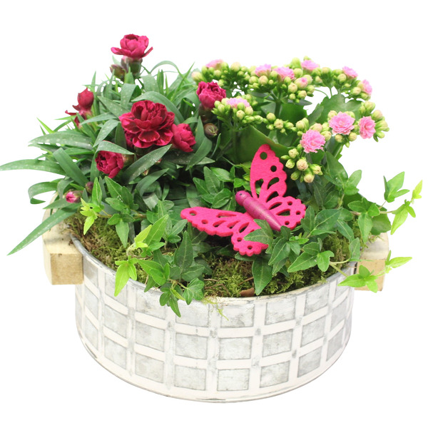  Composition code EAN 8717432282233 