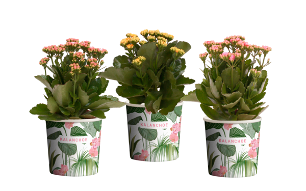  Kalanchoé code EAN 8717432296445 