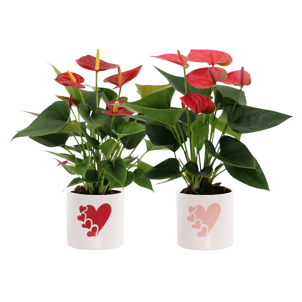  Anthurium code EAN 8717432301088 