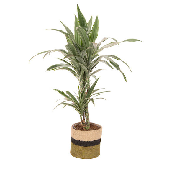  Dracaena code EAN 8717432311049 