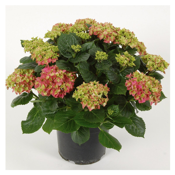 Hortensia 8717432314996 Hortensia 8717432314996