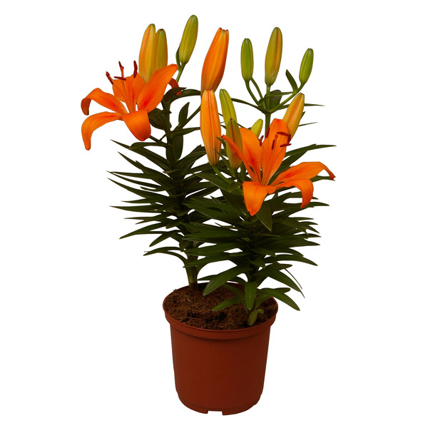  Lys asiatique code EAN 8717432330217 