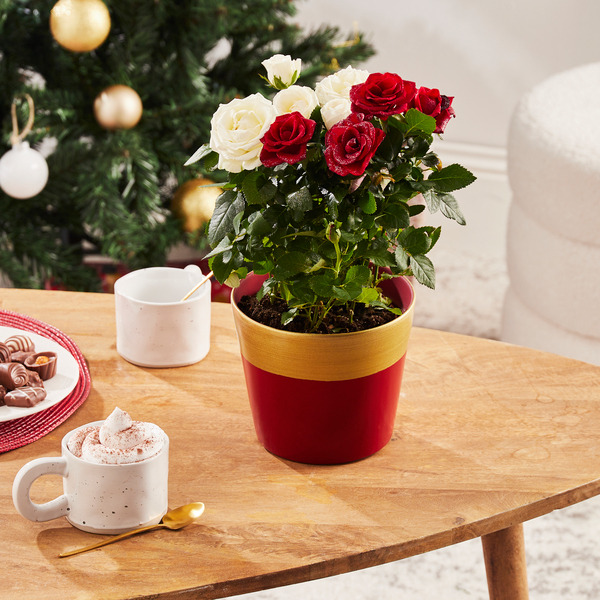 Rosier bicolore pailleté 8717432331887 