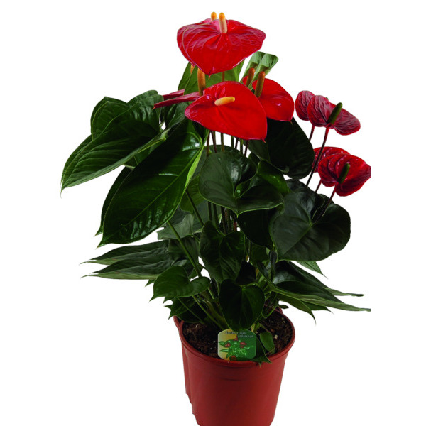  Anthurium code EAN 8717432332006 