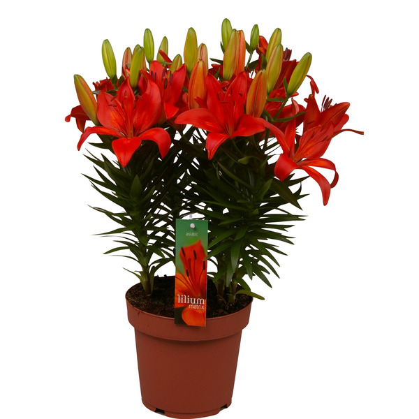  Lys asiatique code EAN 8717432332464 