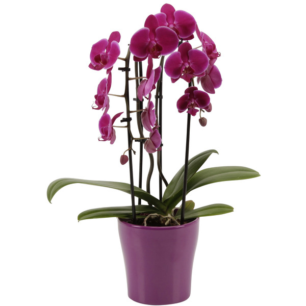 Orchidée cascade 8717432354466 