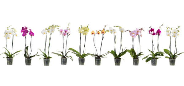  Orchidée code EAN 8717432357276 