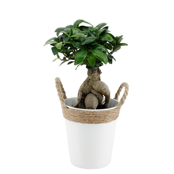  Ficus ginseng code EAN 8717432357603 