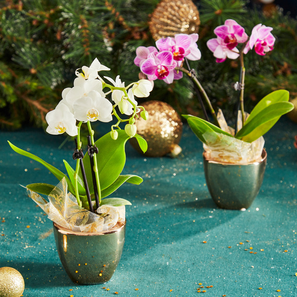 Foire aux orchidées