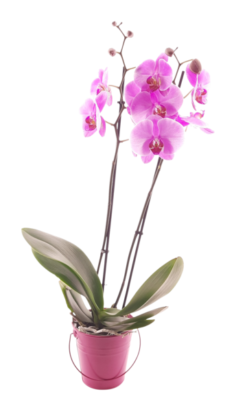  Orchidée code EAN 8717432380472 