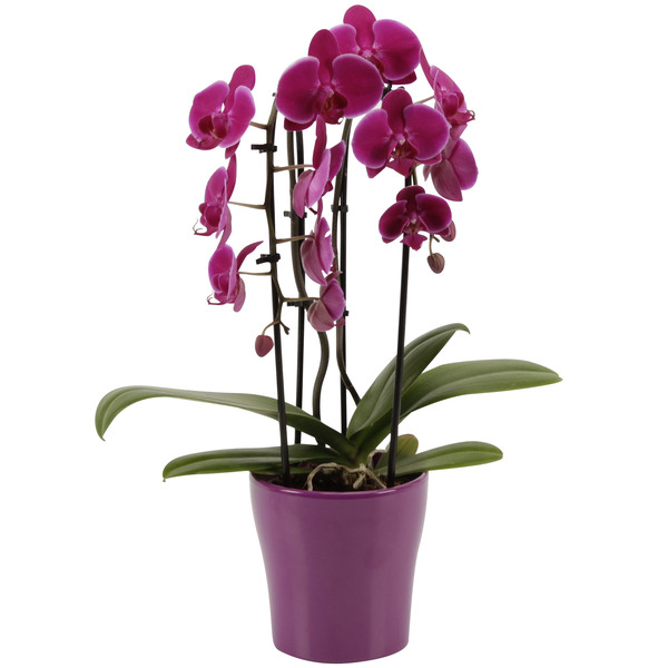 Orchidée cascade 8717432402044 