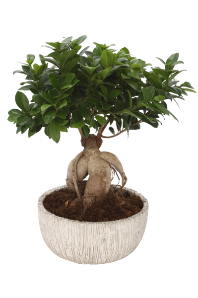  Ficus ginseng code EAN 8717432403676 