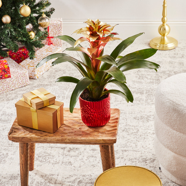 Guzmania pailleté 8717432406738 