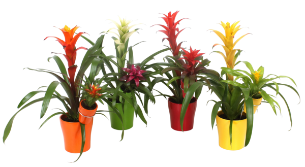 Guzmania "mère-fille" 8717432406813 