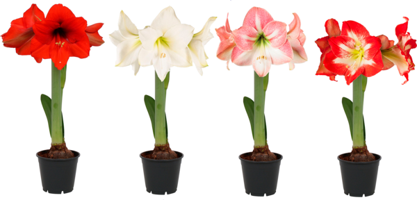  Amaryllis code EAN 8717432413606 