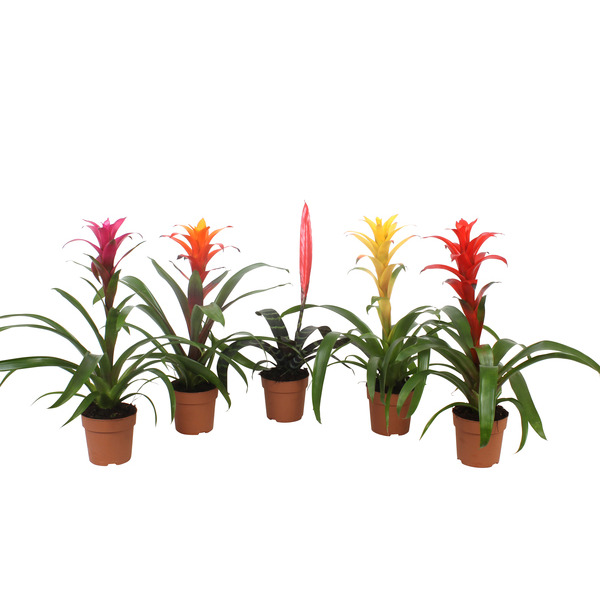  Bromelia code EAN 8717432423421 
