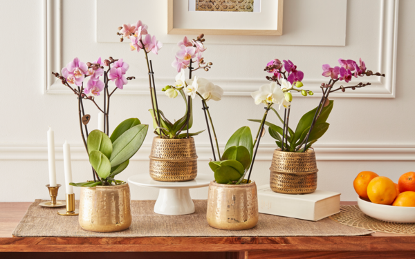  Orchidée code EAN 8717432427122 