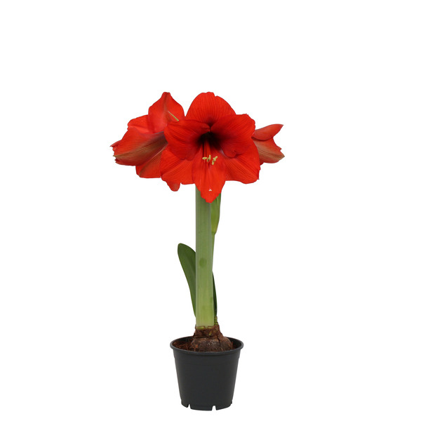  Amaryllis code EAN 8717432438470 