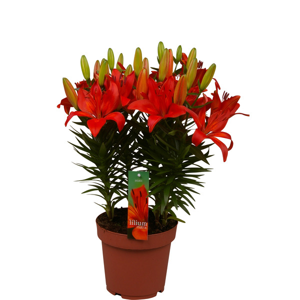  Lys asiatique code EAN 8717432453718 