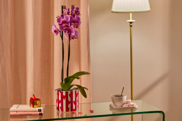  Orchidée code EAN 8717432456740 