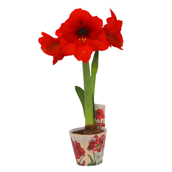  Amaryllis code EAN 8717432482374 