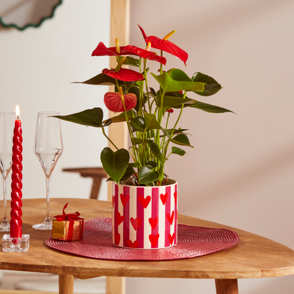  Anthurium code EAN 8717432484811 