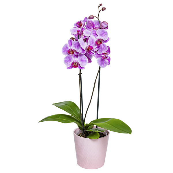Orchidées