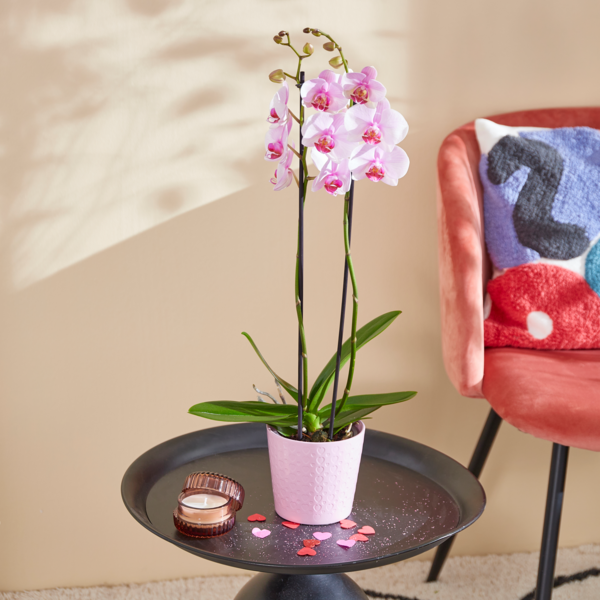  Orchidée code EAN 8717432494353 