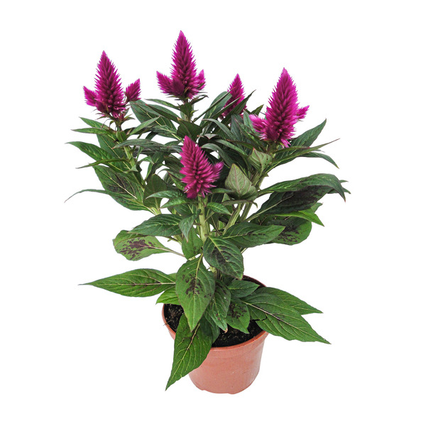  Célosie caracas code EAN 8717432497439 