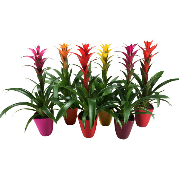 Guzmania code EAN 8717432499976 