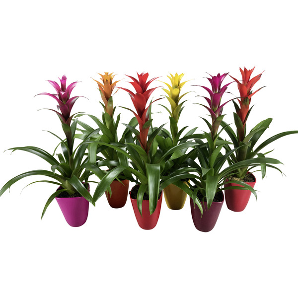 Guzmania avec cache pot 8717432501518 