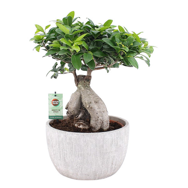 Ficus ginseng  8717432528348 (8717432528348)