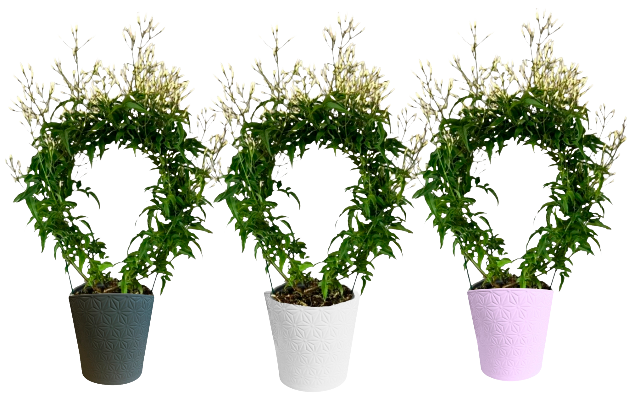  Jasmin avec cache pot en céramique code EAN 8717432726270 