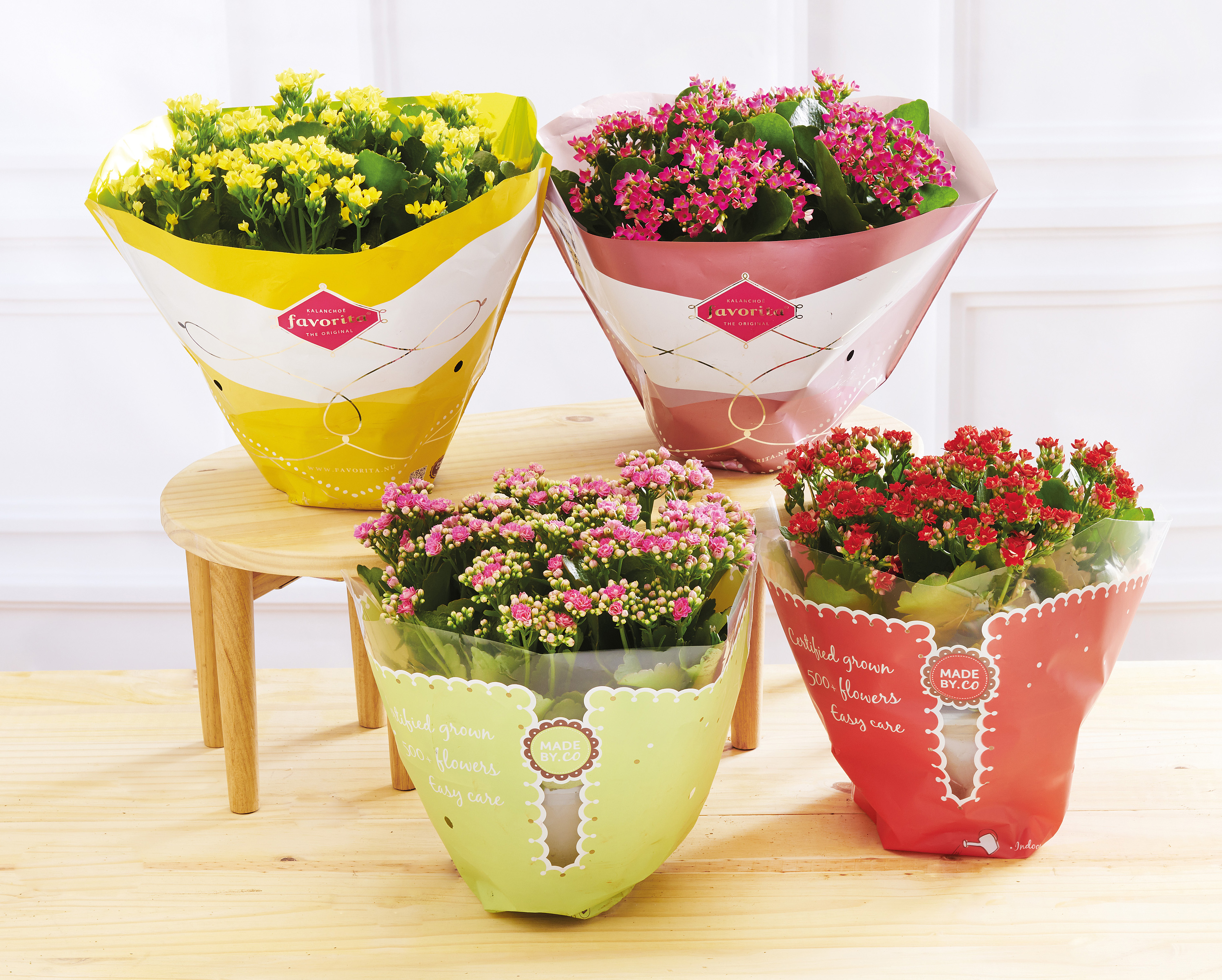  KALANCHOÉ code EAN 8717432764227 