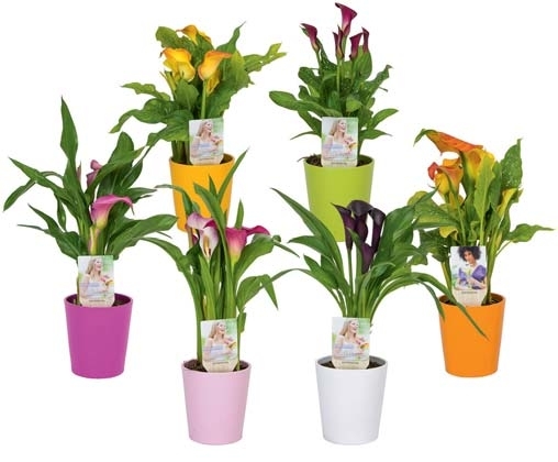 CALLA & SON POT EN CÉRAMIQUE 8717435724198 (8717435724198)